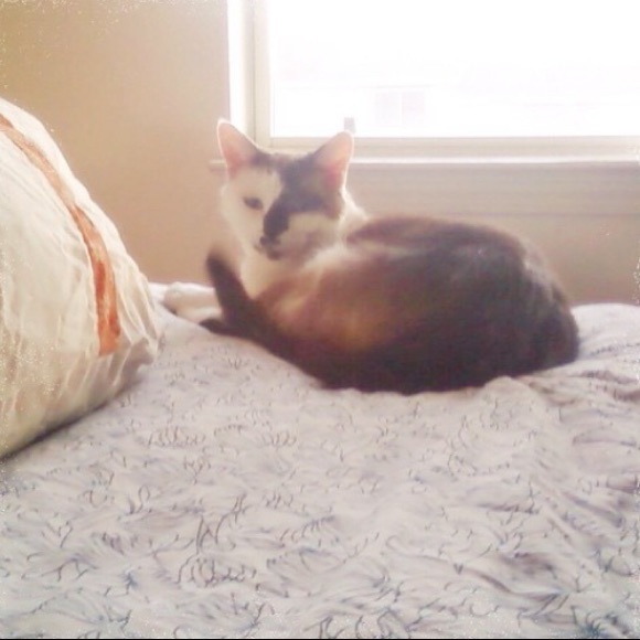 Meet Poshers, Kate & Damian Kitty 💕✨🐱🐾 - Picture 6 of 16